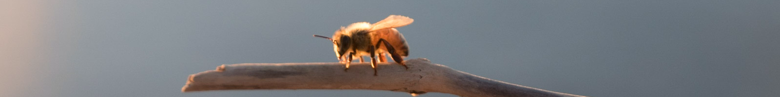 Bee