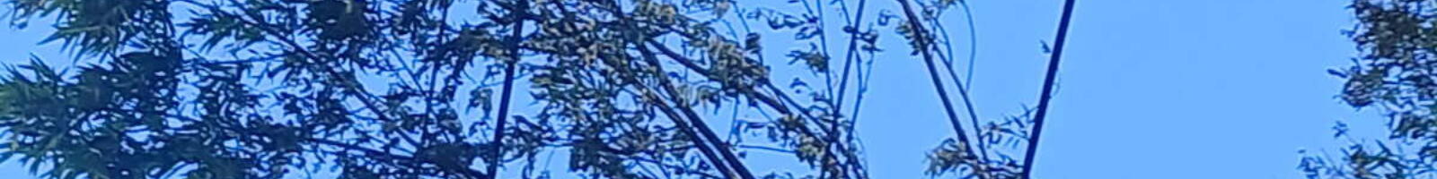 33 KV to Mt Pokaka damage 2