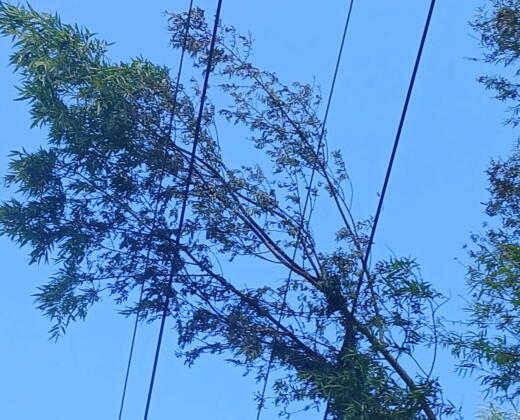 Kaikohe Substation - Outages Information Updates