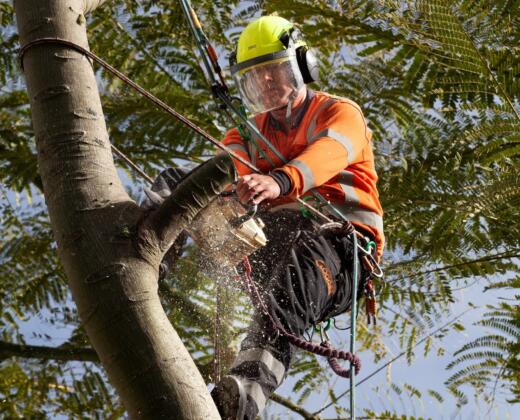 Keeping trees out of powerlines